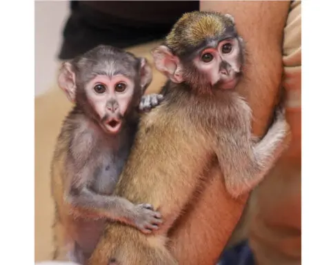 Handlers help raise half-sister patas monkeys born weeks apart at an upstate New York zoo