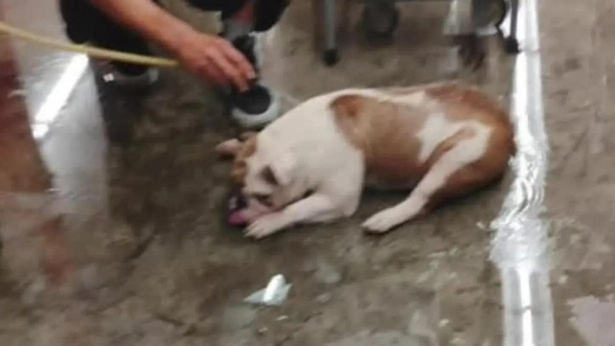 Justice for Reba: Reward doubled for person responsible for English bulldog's abuse