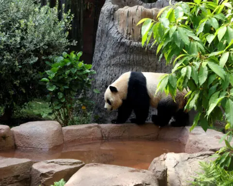 Giant panda habitat opens at California zoo to much fanfare