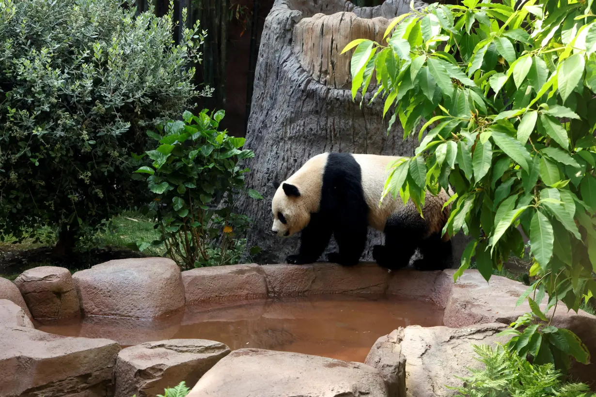 Panda bears Yun Chuan and Xin Bao at San Diego Zoo