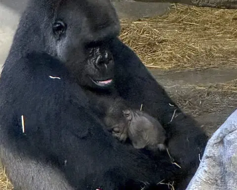 Baby gorilla is born at Detroit Zoo, the first in its 96-year history