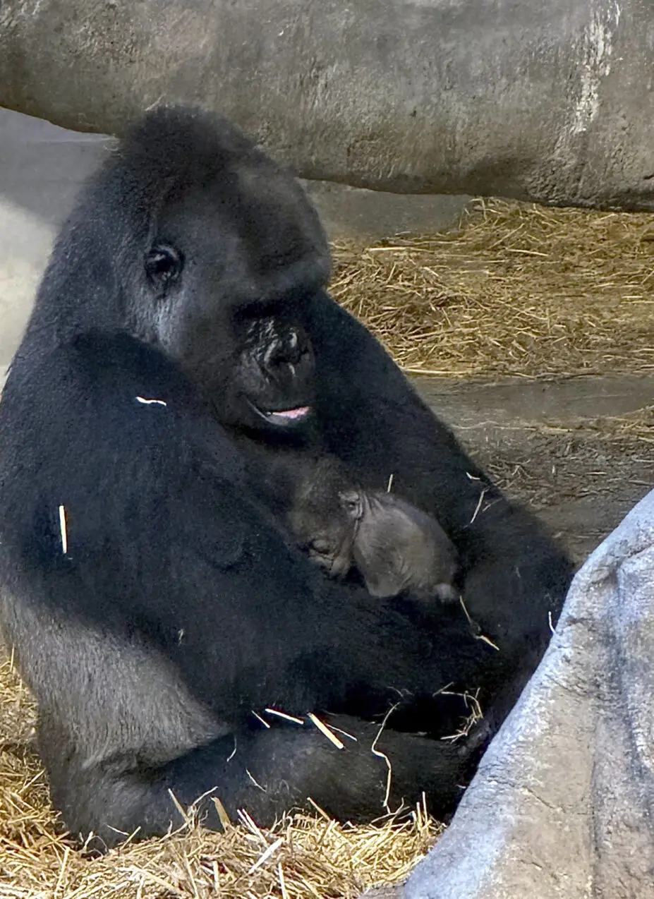 Baby Gorilla Detroit