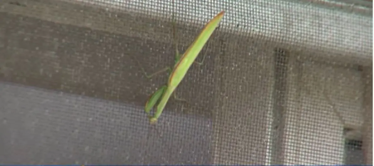 Praying Mantis gives a Kenosha family peace after loss of beloved UWM student