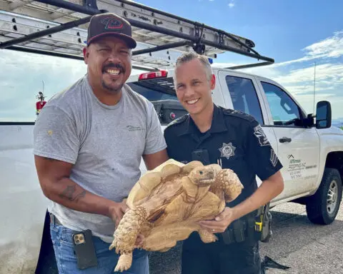 Large desert tortoise rescued from Arizona highway after escaping from ostrich ranch 3 miles away