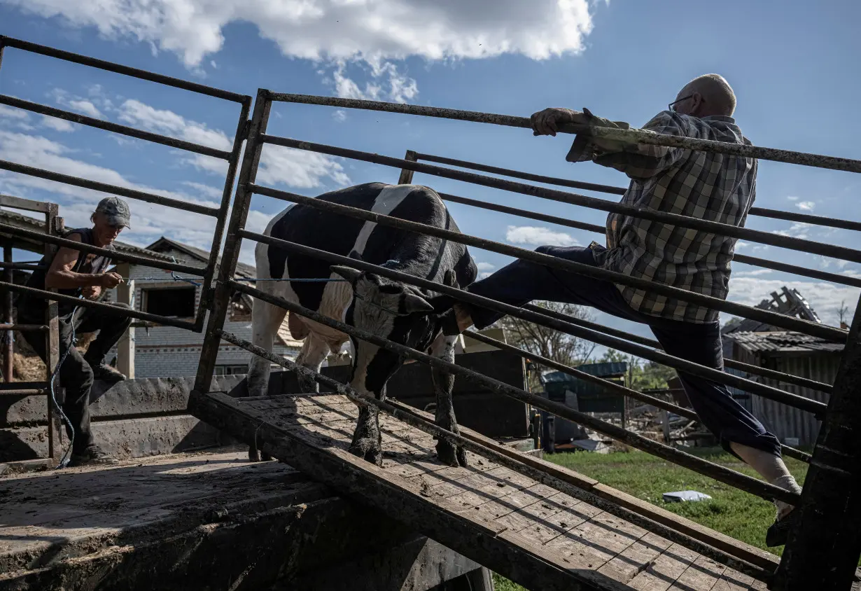 A local farmer tries to evacuate the few remaining from his herd of more than 30 cows killed by Russian shelling in the village of Basivka near the Russian border in Sumy region