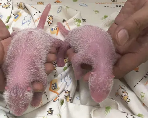 Panda twins are born in Hong Kong to Ying Ying, the world's oldest first-time mom