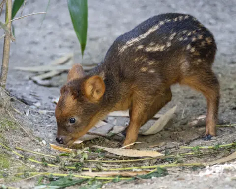 Tiny South American deer debuts at New York City zoo
