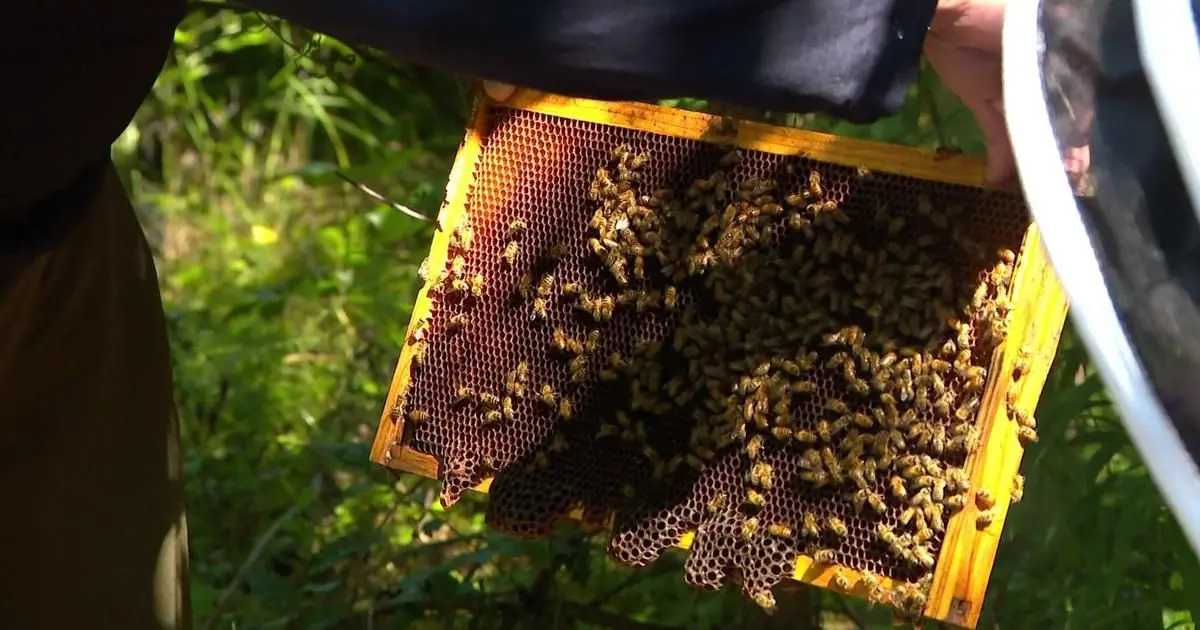 Trailblazing Twin Cities center makes beekeeping accessible for all