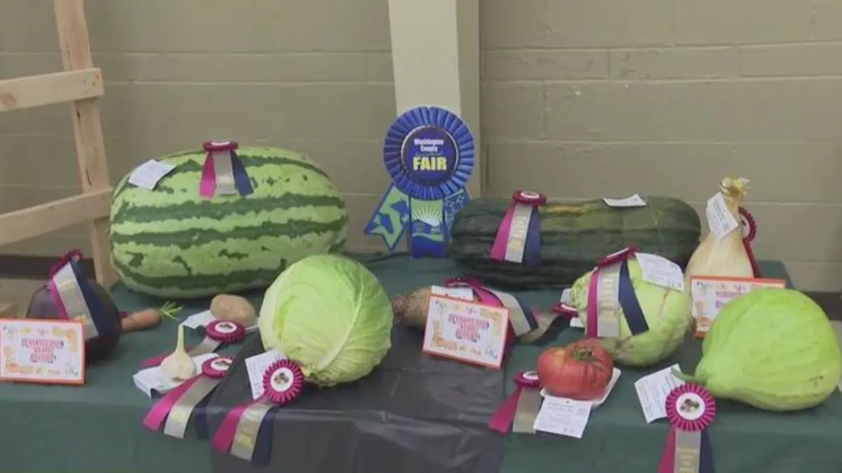 Cokeburg gardener wins big at Washington County Fair with massive vegetables