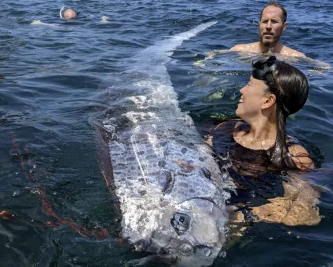 A rarely seen deep sea fish is found in California, and scientists want to know why