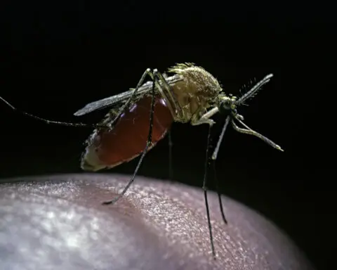 West Nile virus season returns − a medical epidemiologist explains how it’s transmitted and how you can avoid it