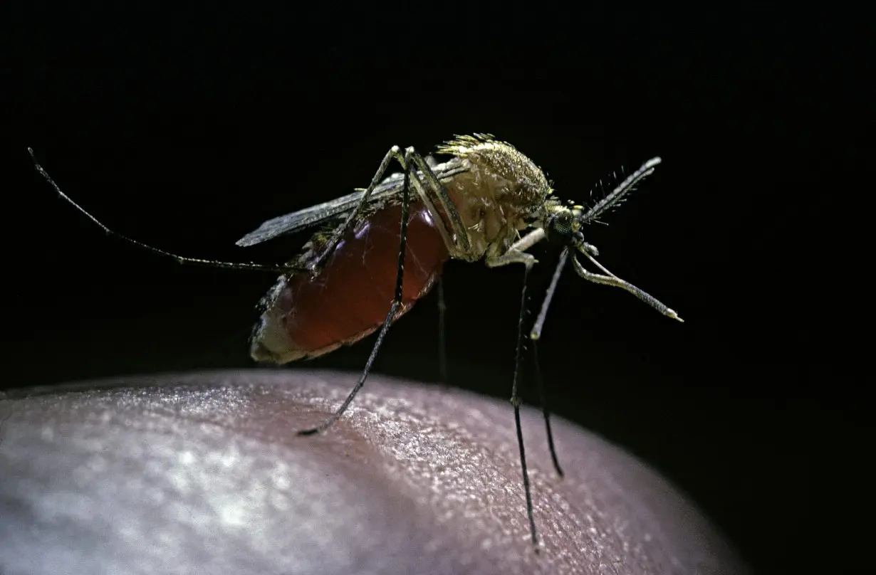 West Nile virus season returns − a medical epidemiologist explains how it’s transmitted and how you can avoid it