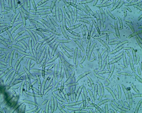 Banana apocalypse, part 2 – a genomicist explains the tricky genetics of the fungus devastating bananas worldwide