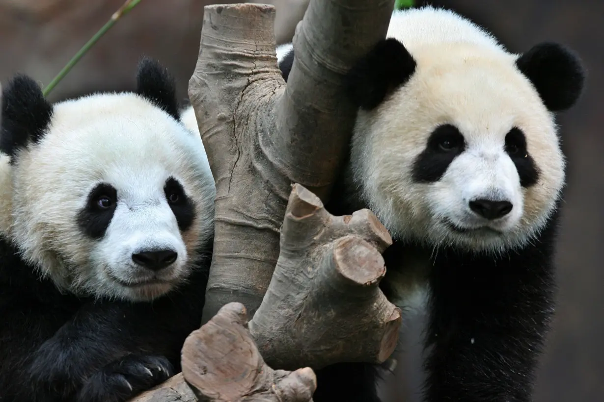 Oldest first-time panda mom gives birth to twins