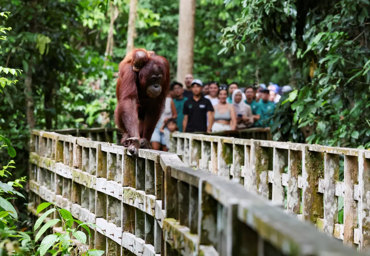 A female Bornean orangutan carries her offspring at a rehabilitation centre in Sepilok