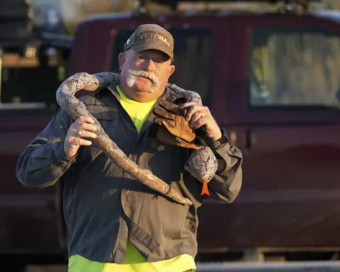 A hunter’s graveyard shift: grabbing pythons in the Everglades