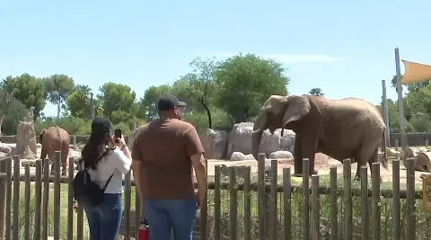 Zoo hosts 10th birthday party for first elephant born in Arizona