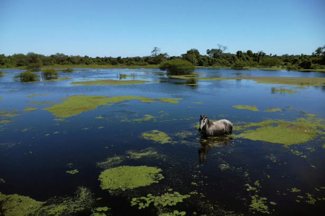 FILE PHOTO: In South America's remote Chaco, deforestation uproots natural rhythms