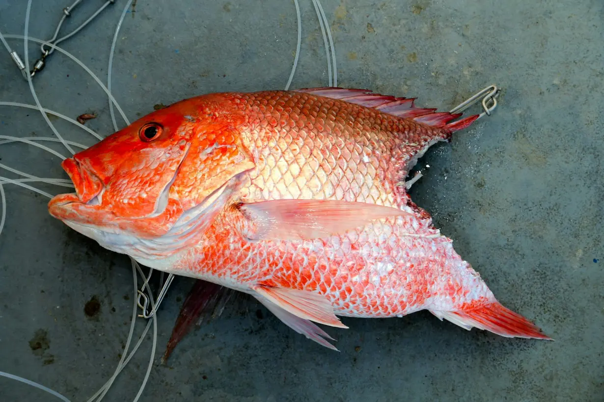 Sharks are taking a bite out of anglers’ catch in the Gulf of Mexico, but culling isn’t likely to help