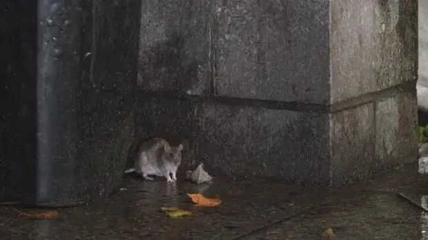 Rodent complaints continue to plague New York City. Here's what else the data shows.