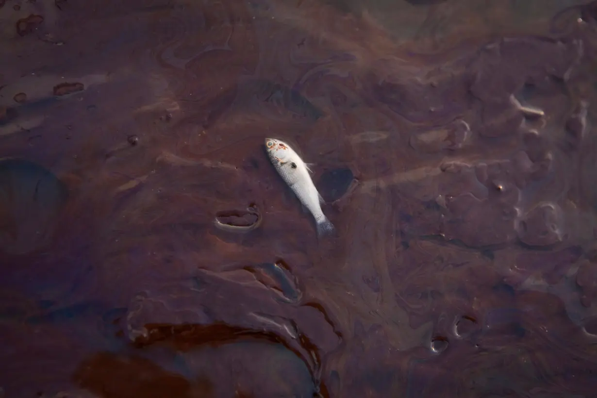 A fish lies dead in oil from the Deepwater Horizon oil spill on Grand Terre Island, Louisiana