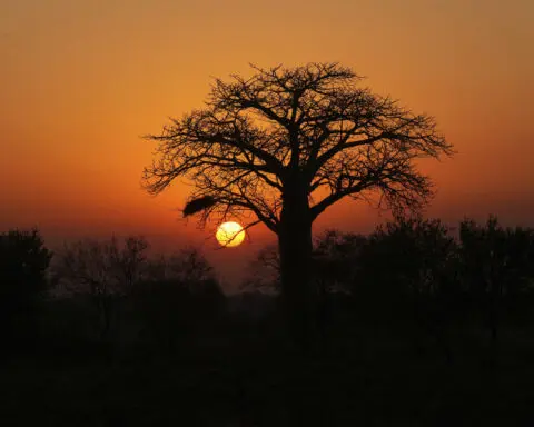 He once poached the wild animals of Zimbabwe. Now he preaches against it