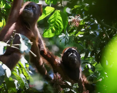Malaysia orangutan programme says donations eligible for tax relief