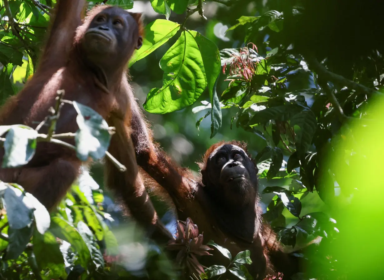 FILE PHOTO: Juvenile wild Bornean orangutans swing from tree to tree searching for food in Sepilok