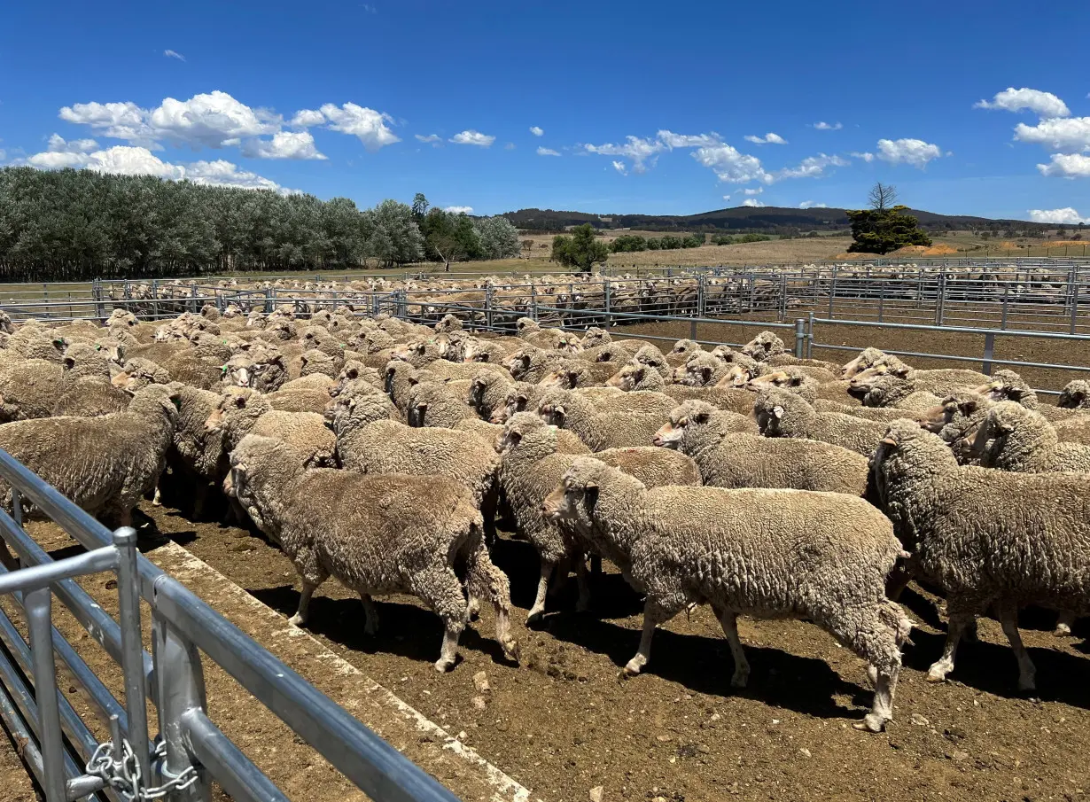 FILE PHOTO: Sheep run into a holding pen at a farm near Delegate, in New South Wales