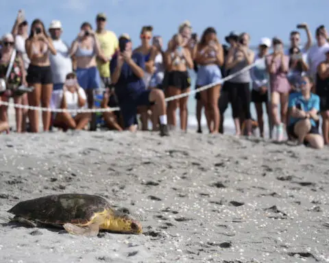Subadult loggerhead sea turtle returns to Atlantic Ocean in Florida after rehabilitation