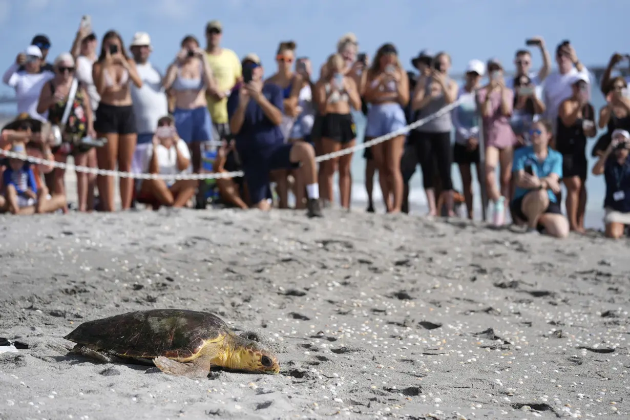 Sea Turtle Release