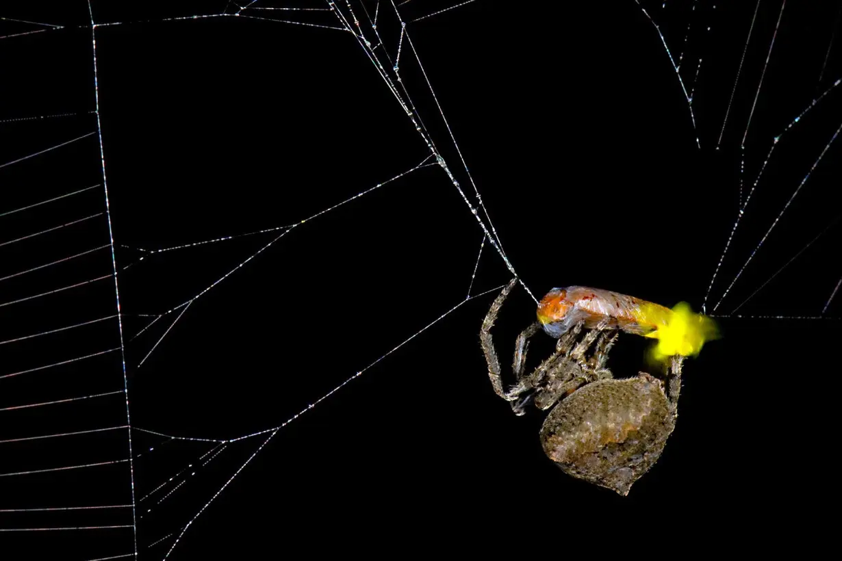 Spider species manipulates fireflies to lure them to their doom, study finds