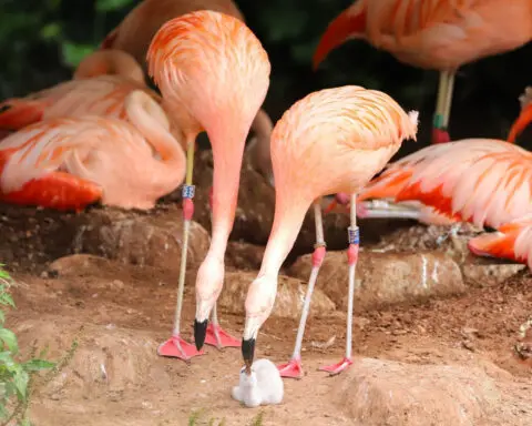 A same-sex flamingo pair are raising a newborn chick together after rare feat