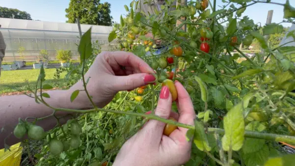 A poultry farm's waste helps grow crops for those in need