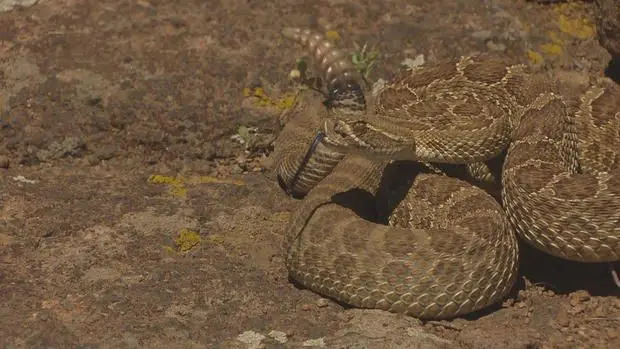 For second time this summer, rattlesnakes give firefighters fits as they battle wildfires in Colorado