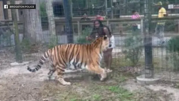 Woman hops fence, nearly gets bit by tiger at NJ zoo, video shows