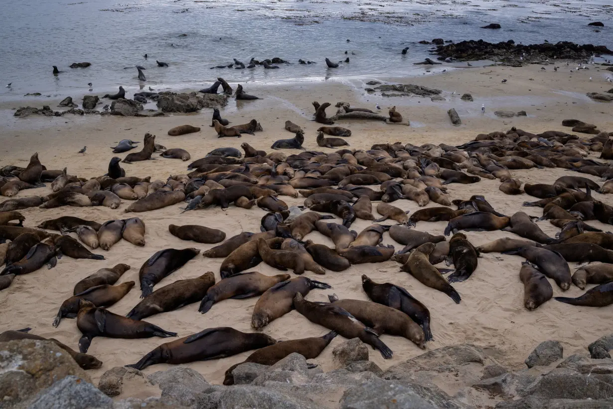 Sea lion invasion closes Monterey Beach, California