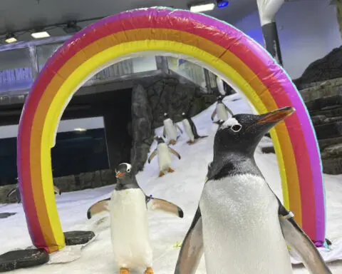 Australian penguin Sphen, one half of famed same-sex couple, dies at 11 years old