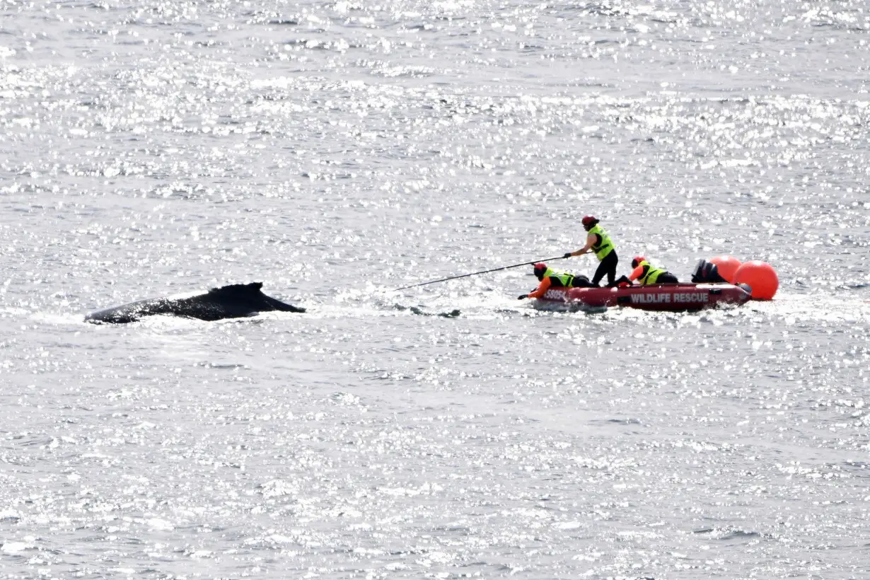 Whale tangled in fishing debris freed in Sydney Harbour