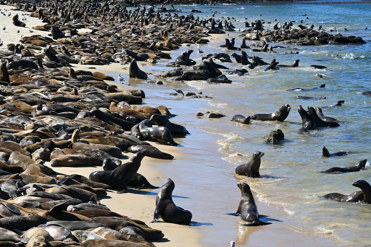 Sea lions take over popular California tourist beach