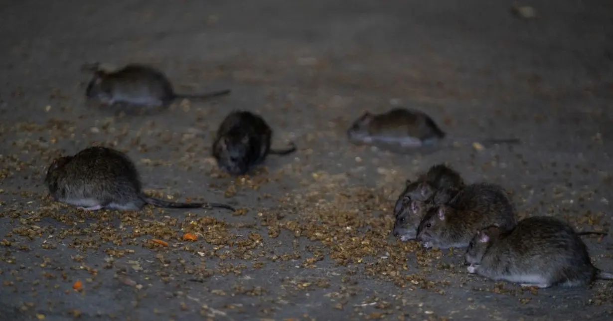 Rodent complaints continue to plague New York City. Here's what else the data shows.