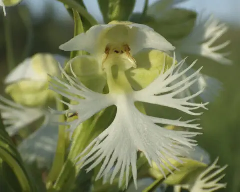 A rare orchid survives on a few tracts of prairie. Researchers want to learn its secrets