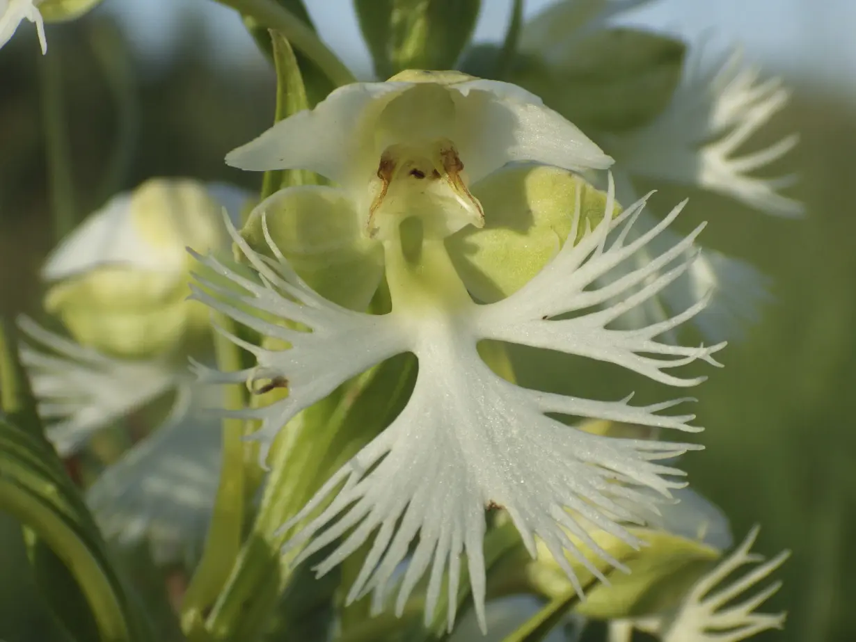 Rare Orchids Research