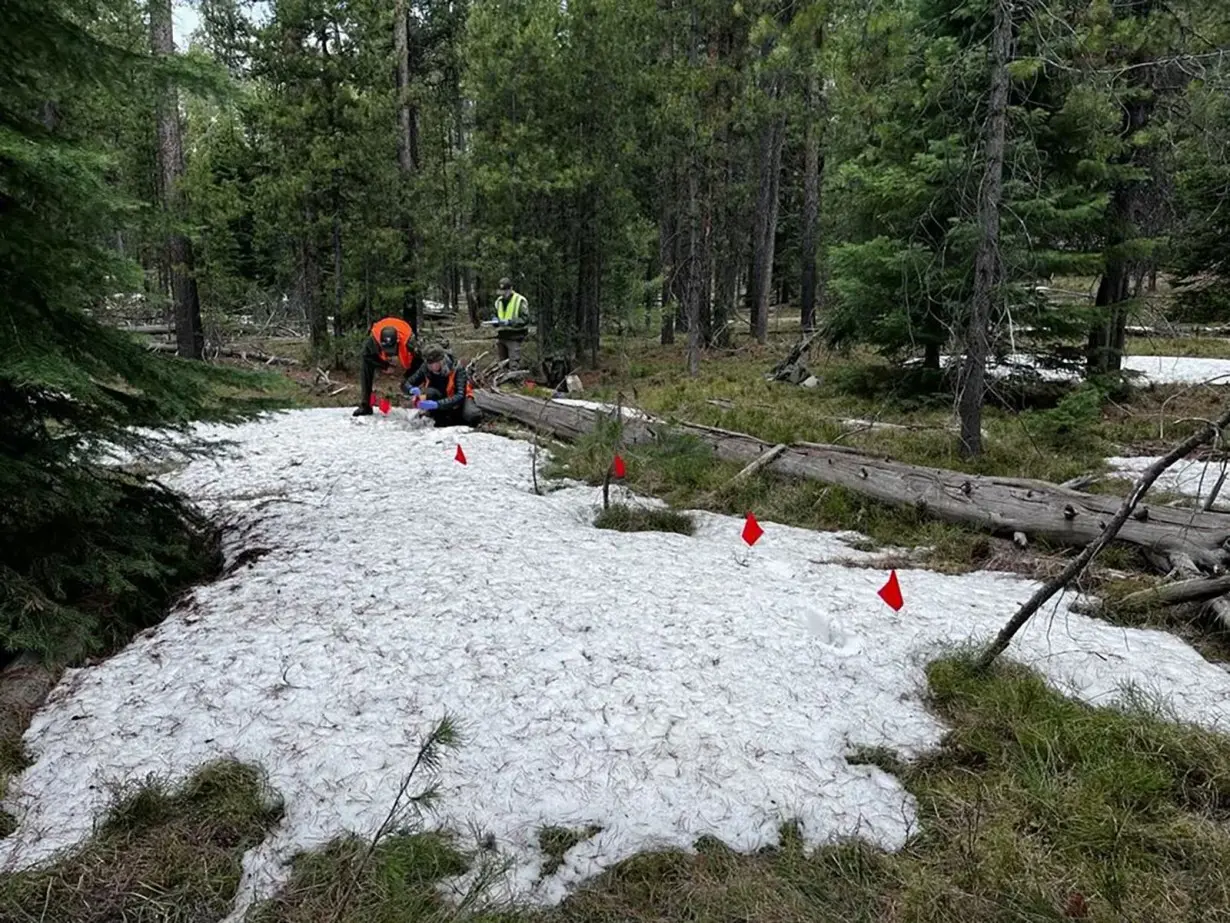 Park rangers and wildlife biologists visited the site of the grizzly bear attack on May 20 to gather information.