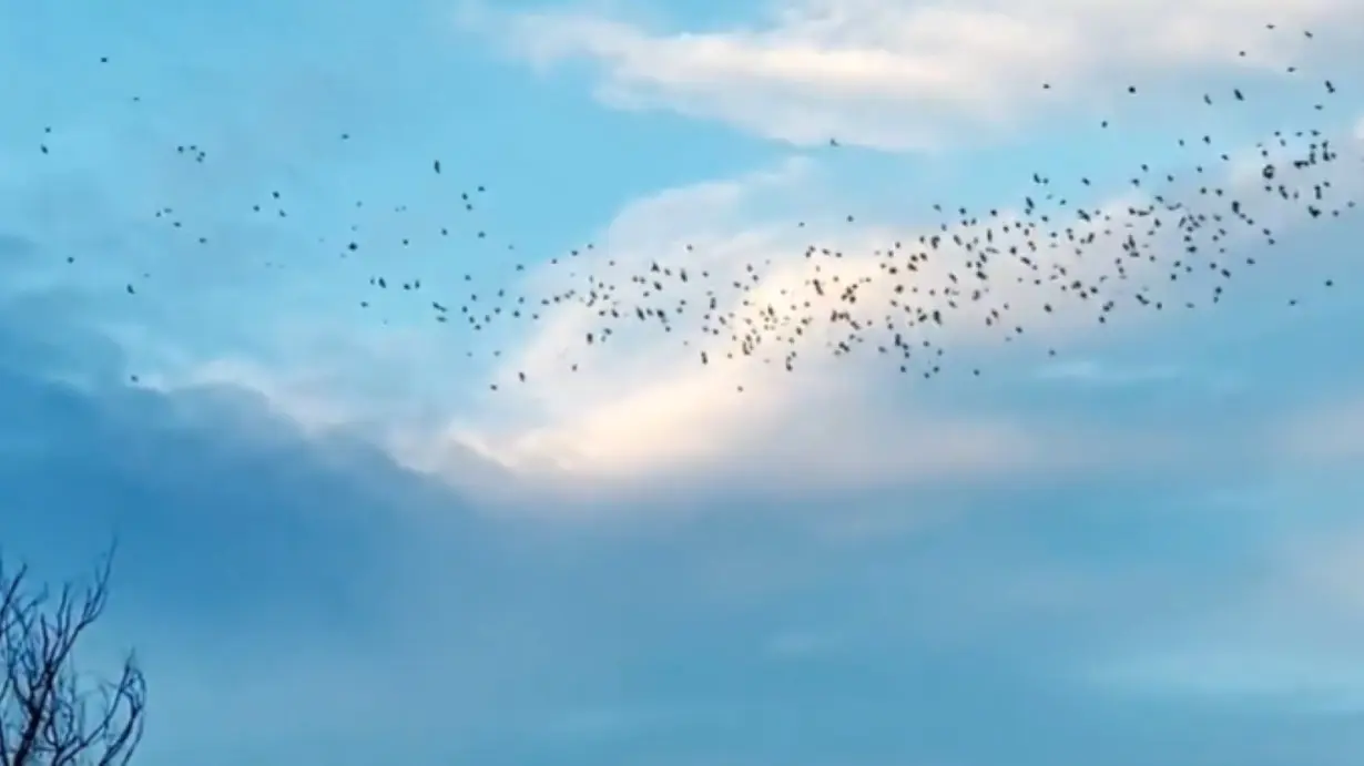 Causeway in California home to 250,000 bats this time of year