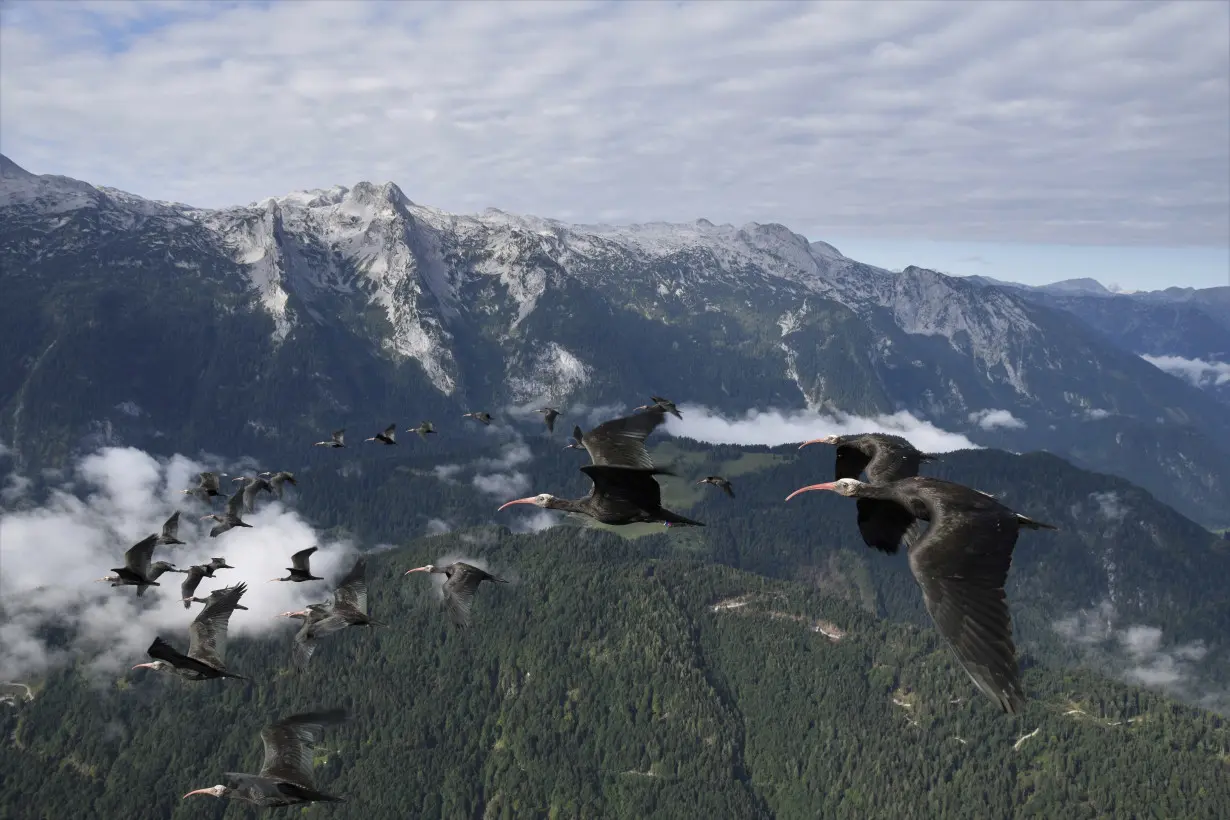 Germany Northern Bald Ibis