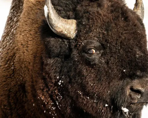 You’ve come across a bison in the wild. It’s looking at you. Do you know what to do next?