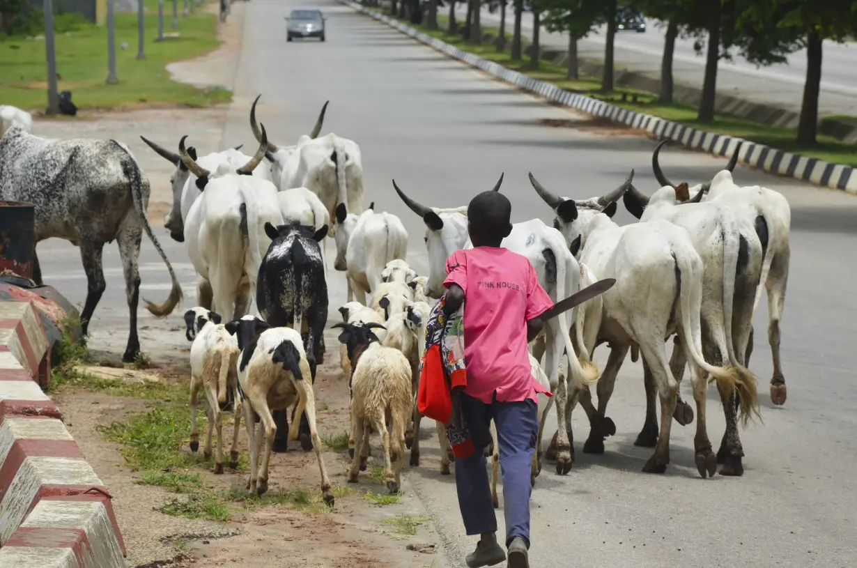 Nigeria Abuja Cattle Roaming