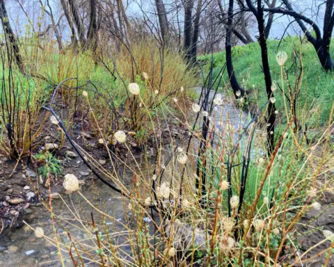 Urban wildfires disrupt streams and their tiny inhabitants − losing these insects is a warning of bigger water problems