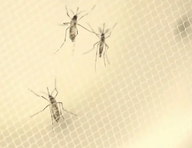 Spraying will begin for mosquitos after first human case of EEE diagnosed